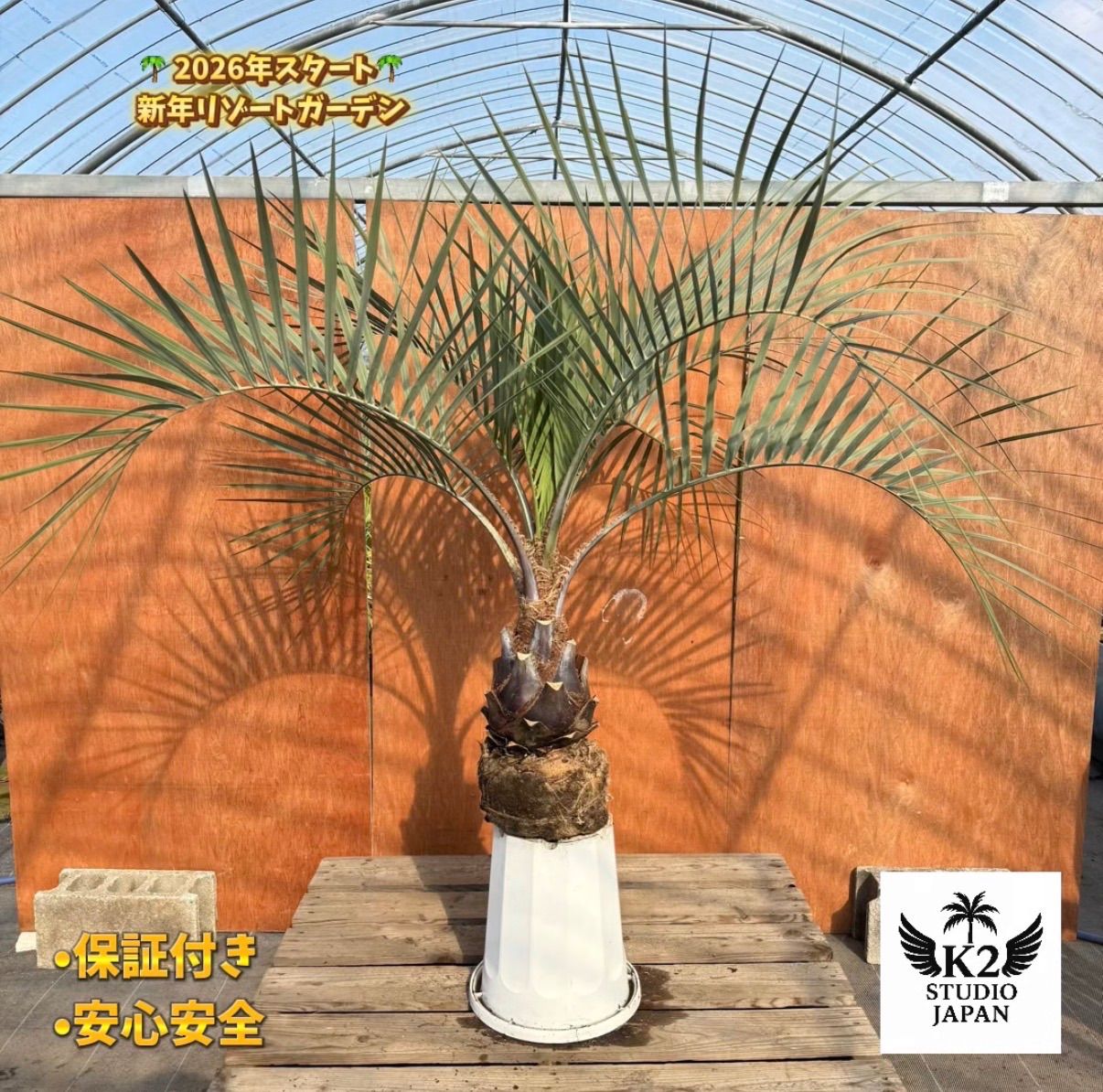 お庭がリゾートに🌴ココスヤシ【幹太70cm／葉先120cm】シルバーリーフ