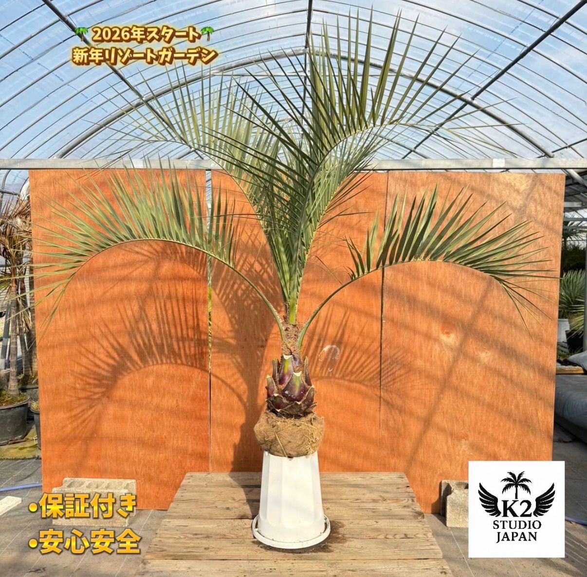 お庭がリゾートに?ココスヤシ 幹太70 cm 葉先150 シルバーリーフ