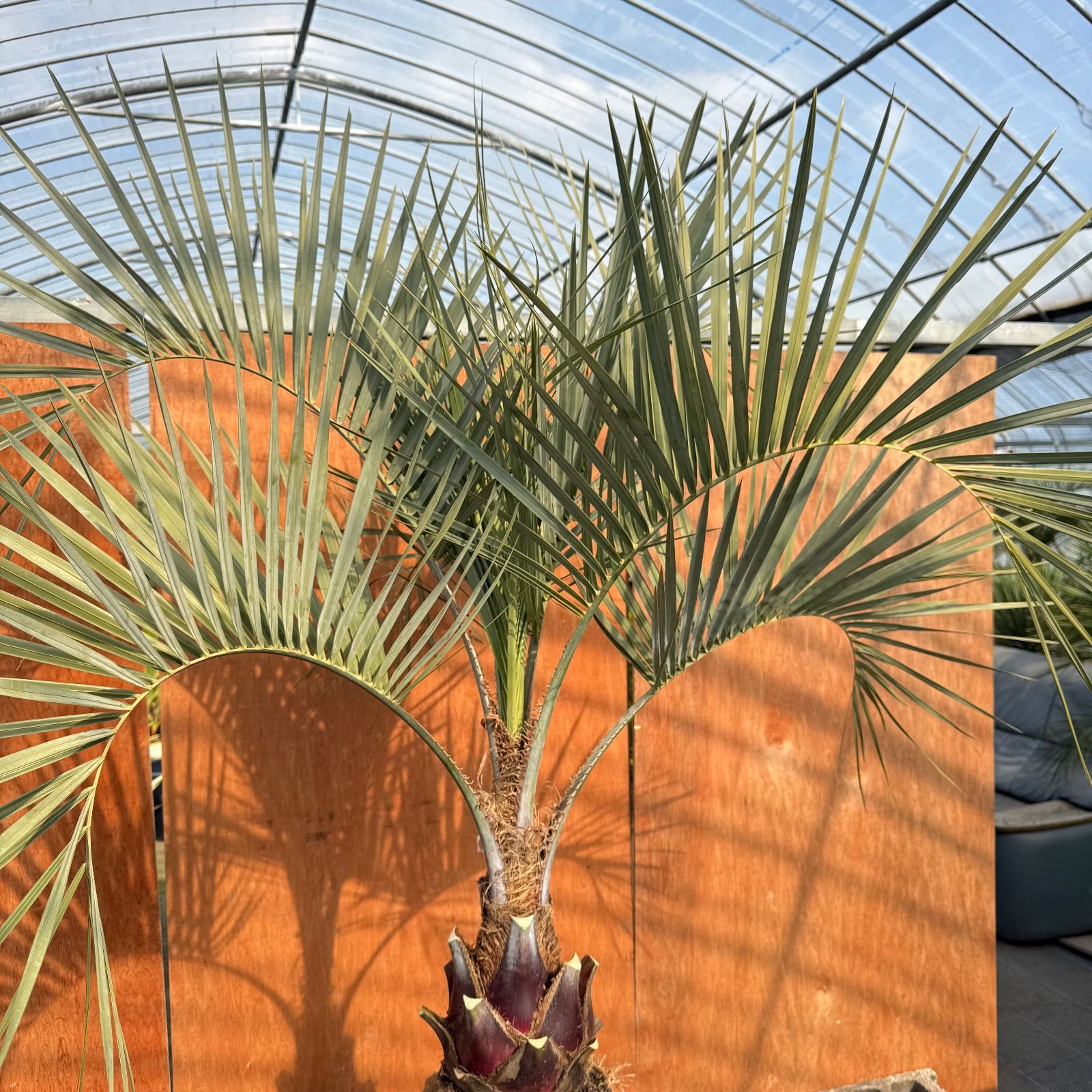 お庭がリゾートに🌴ココスヤシ【幹太60cm／葉先140cm】シルバーリーフ