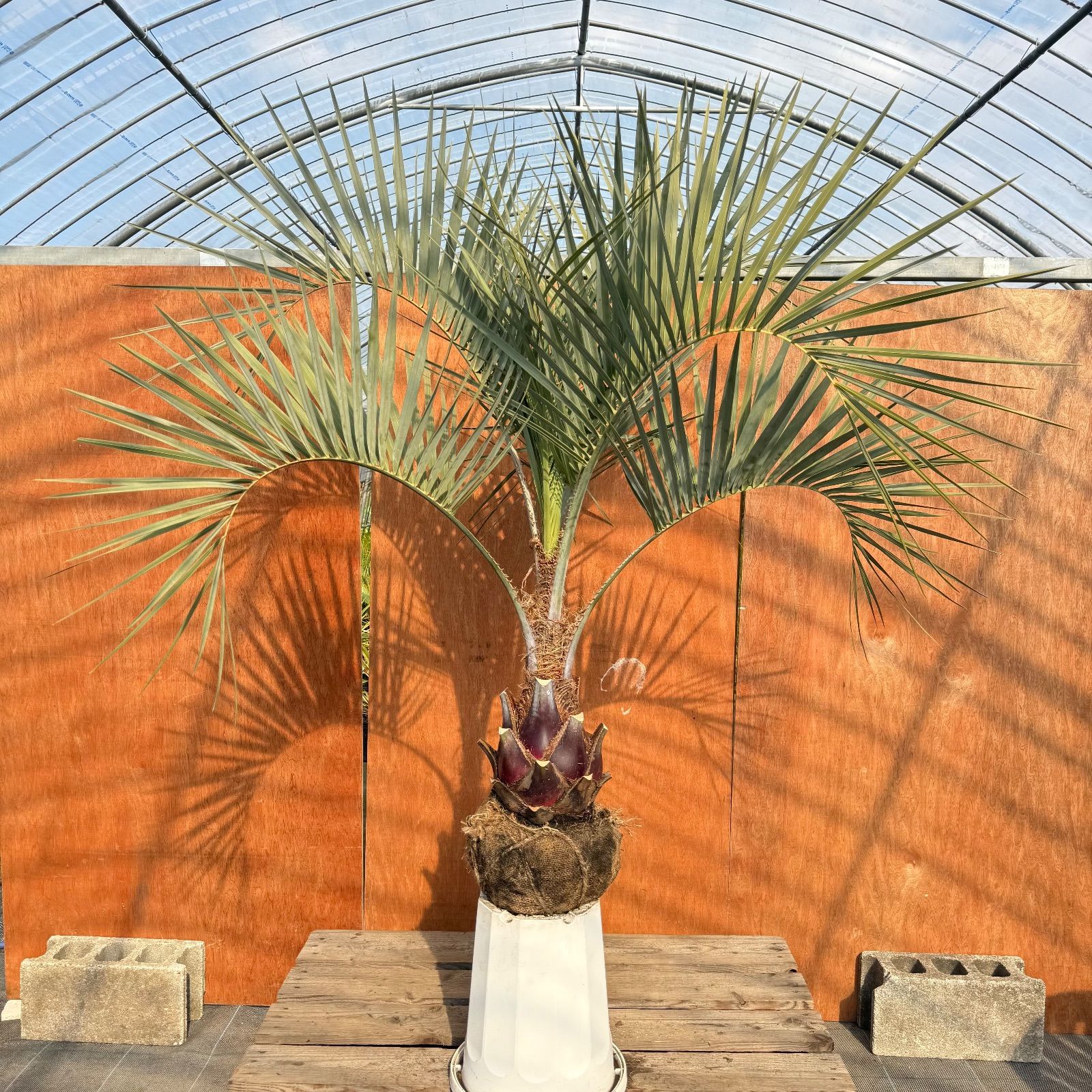 ココスヤシシルバーリーフ幹太27 ココスヤシシルバーリーフ幹太27