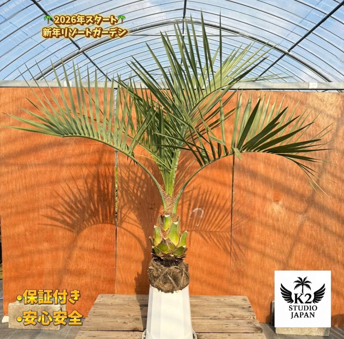 お庭がリゾートに?ココスヤシ 幹太70 cm 葉先140 シルバーリーフ