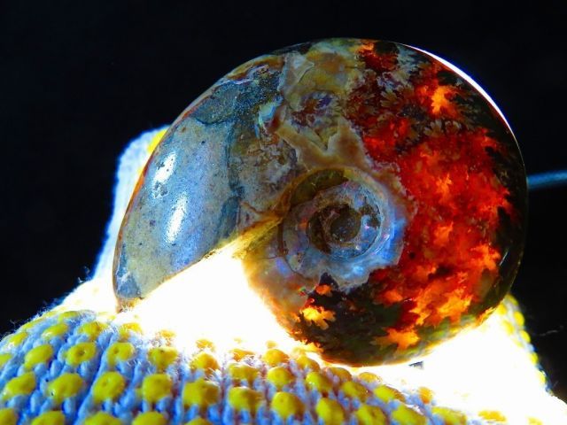 数万個の中の一個☆天然マダガスカル産 ☆ 縫合線オパールアンモナイト