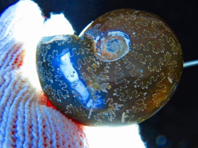 数万個の中の一個☆天然マダガスカル産 ☆ 縫合線オパールアンモナイト