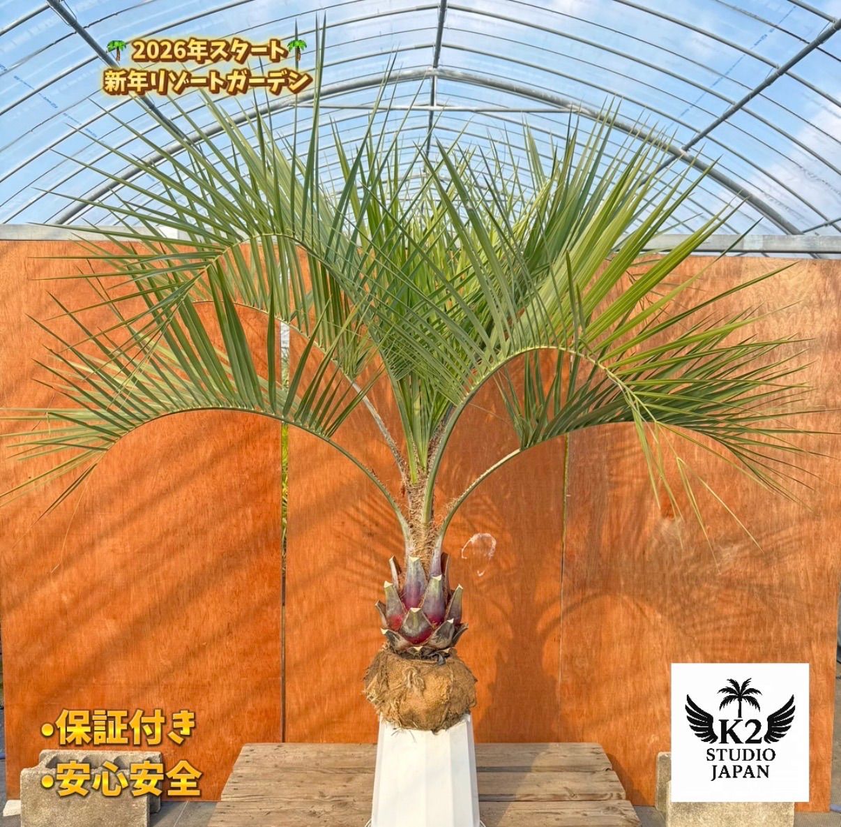 お庭がリゾートに🌴ココスヤシ【幹太70cm／葉先150cm】シルバーリーフ