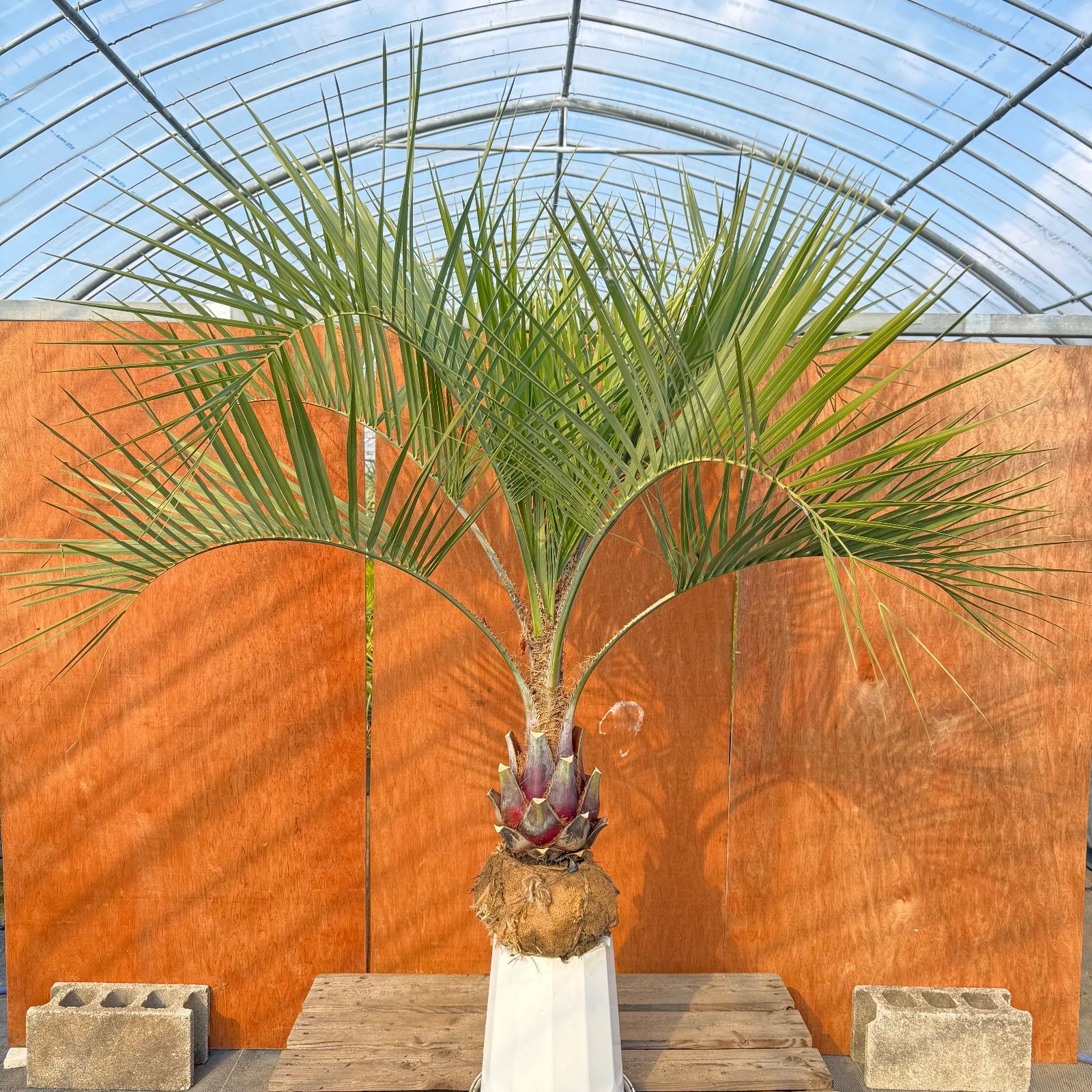 お庭がリゾートに🌴ココスヤシ【幹太70cm／葉先150cm】シルバーリーフ