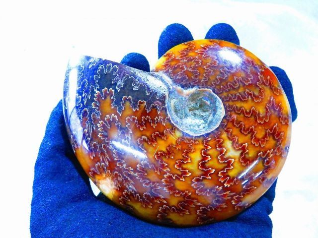 数万個の中の一個☆天然マダガスカル産 ☆ 縫合線オパールアンモナイト