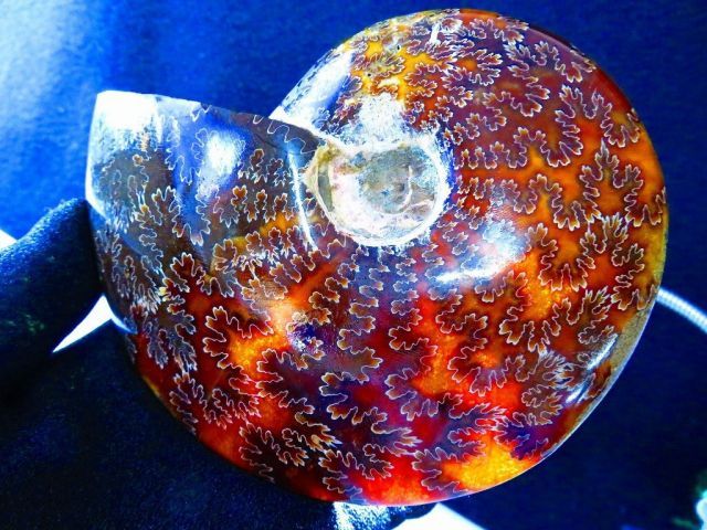 数万個の中の一個☆天然マダガスカル産 ☆ 縫合線オパールアンモナイト