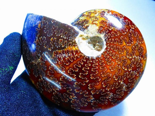 数万個の中の一個☆天然マダガスカル産 ☆ 縫合線オパールアンモナイト