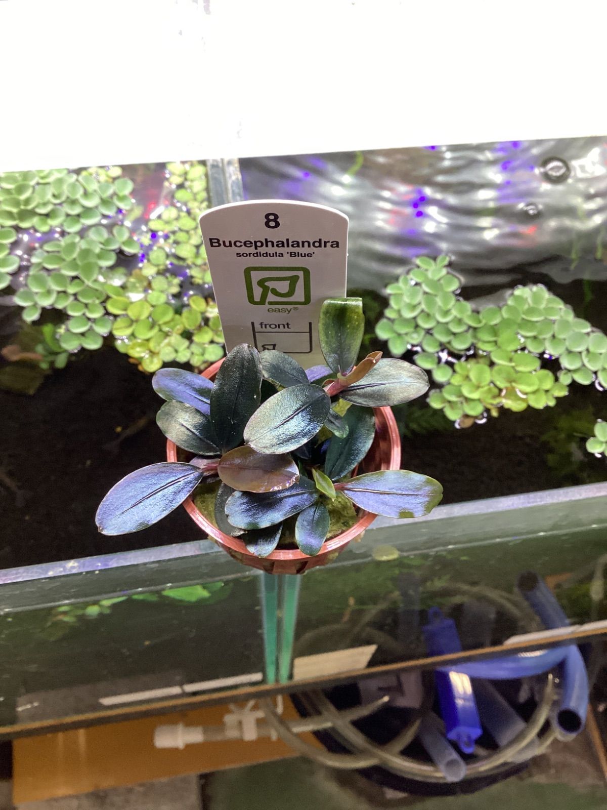 ブセファランドラ ソルディデュラブルー トロピカ社 - メルカリ