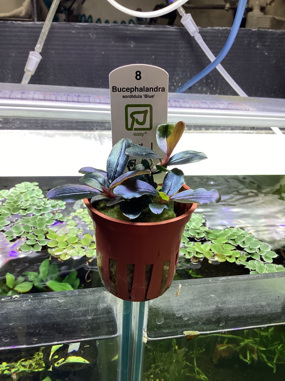 ブセファランドラ ソルディデュラブルー トロピカ社 - メルカリ