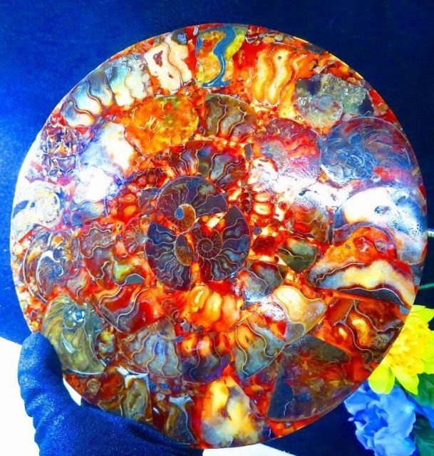 数万個の中の一個☆天然マダガスカル産 ☆ 縫合線オパールアンモナイト