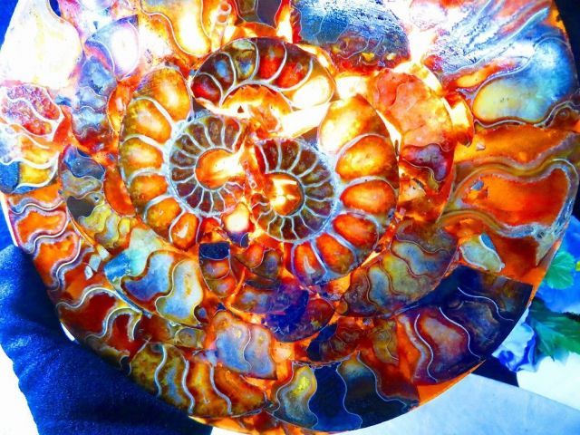 数万個の中の一個☆天然マダガスカル産 ☆ 縫合線オパールアンモナイト