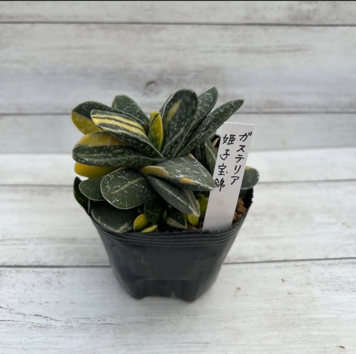 専用 多肉 3点セット - メルカリ