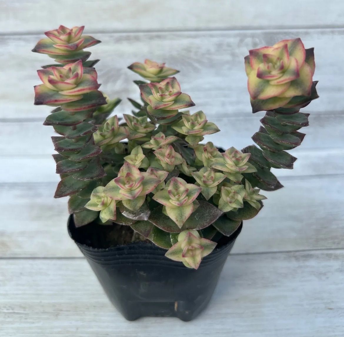 専用 多肉 3点セット - メルカリ