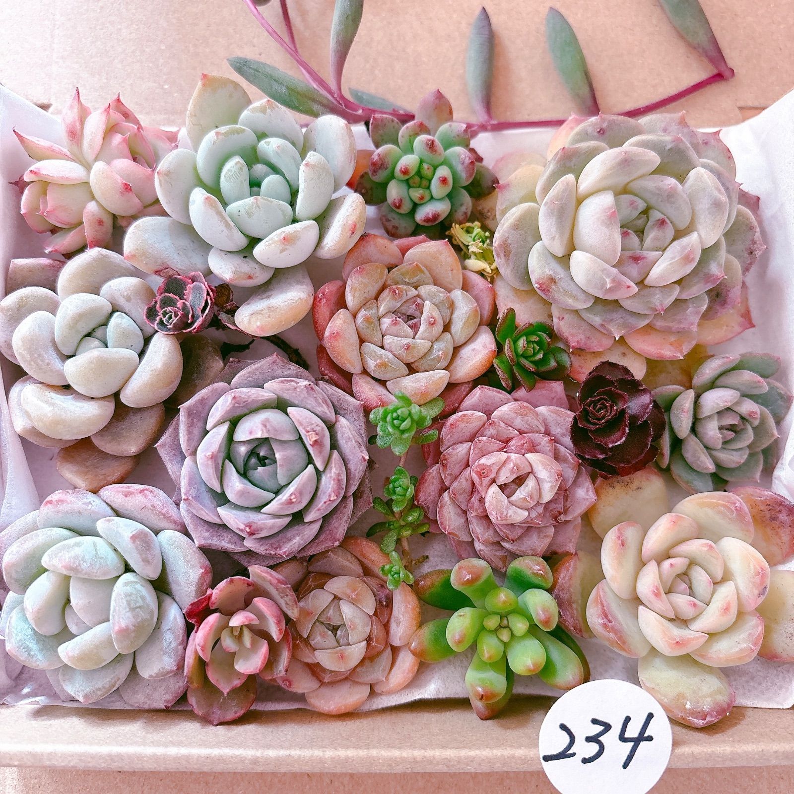 234 多肉植物寄せ植えセット - メルカリ