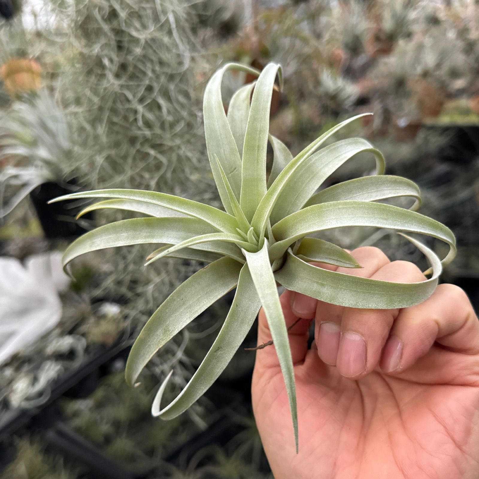 現品＊ マットな質感＊ チランジア カピタータ シルバーローズ