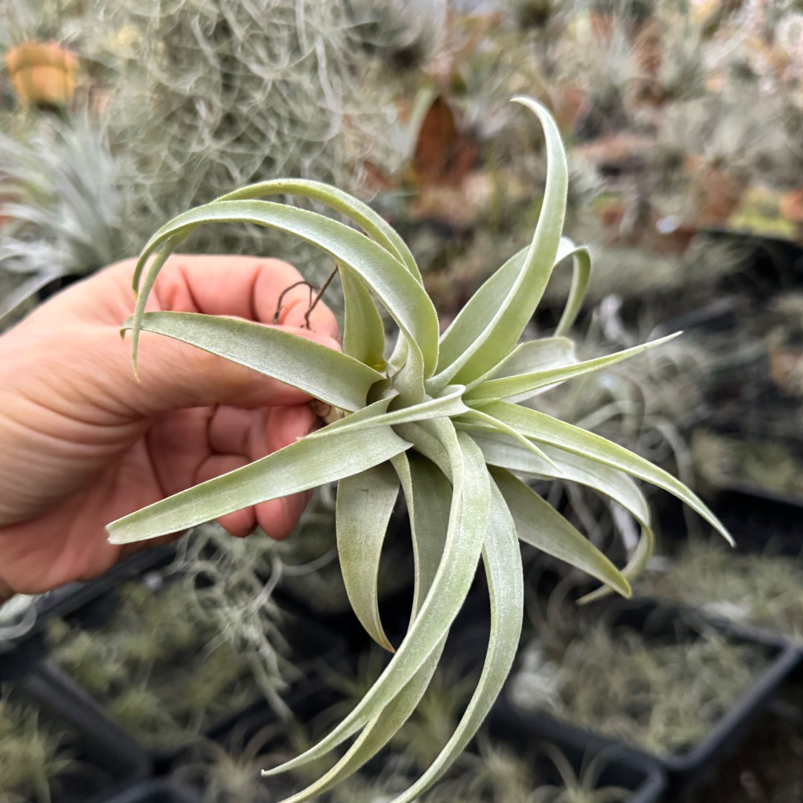 現品＊ マットな質感＊ チランジア カピタータ シルバーローズ