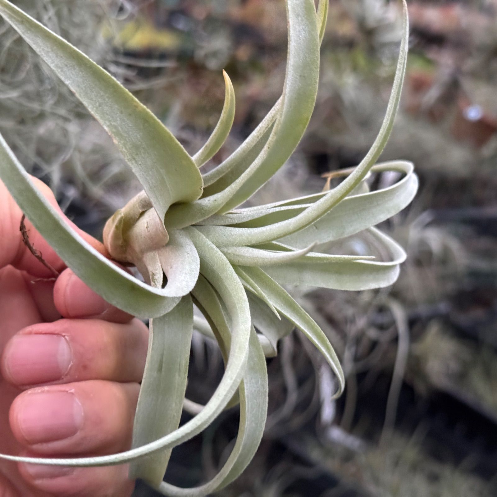 エアプランツ チランジア 巨大株 カピタータシルバーローズ スタッフ特選】カピタータ シルバーローズ 2XLサイズ | air-plants