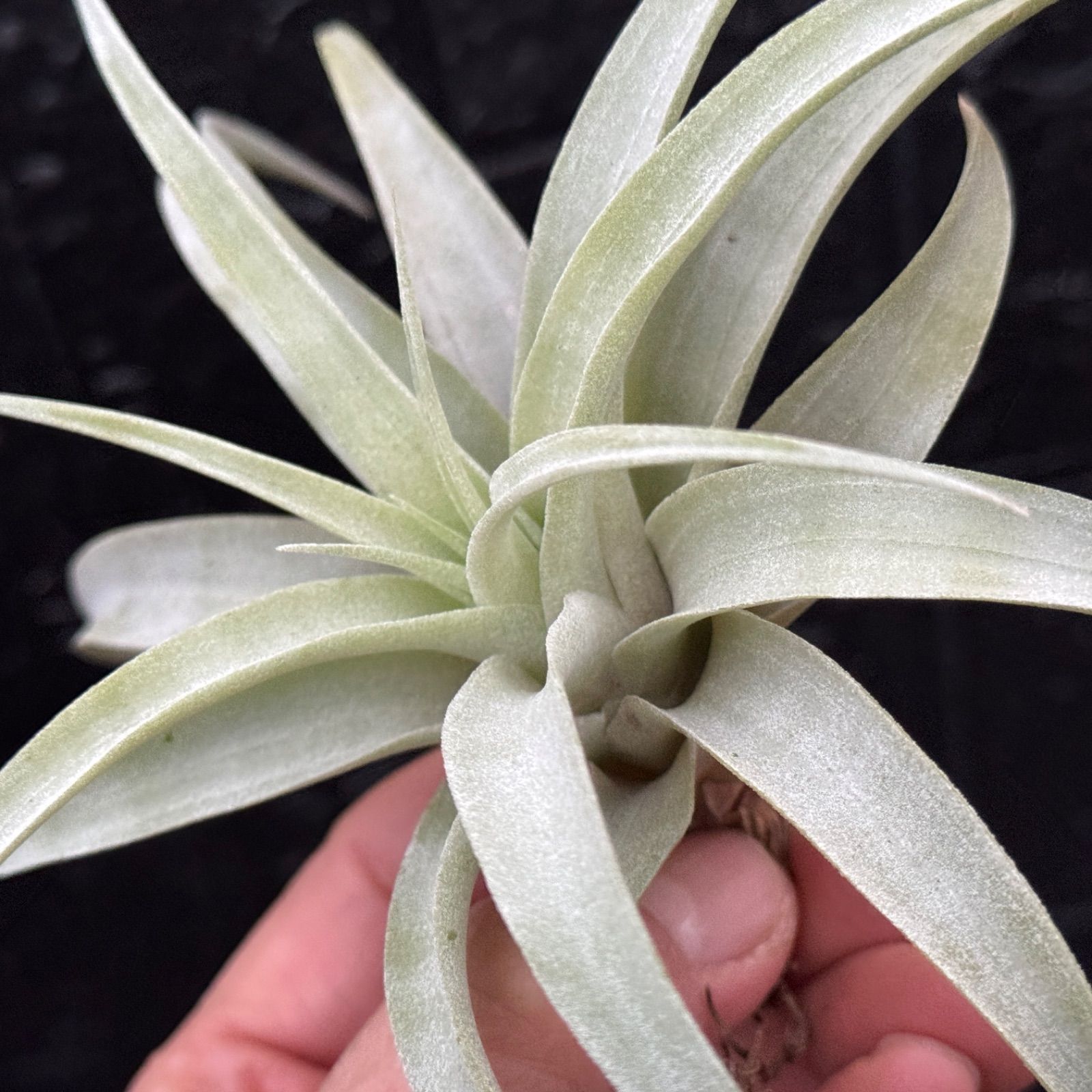 現品＊ マットな質感＊ チランジア カピタータ シルバーローズ