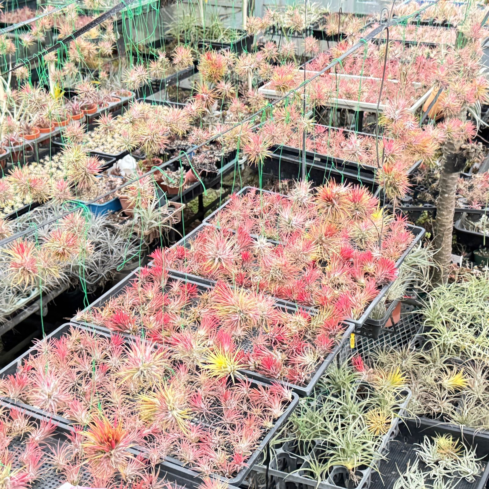 現品＊ マットな質感＊ チランジア カピタータ シルバーローズ