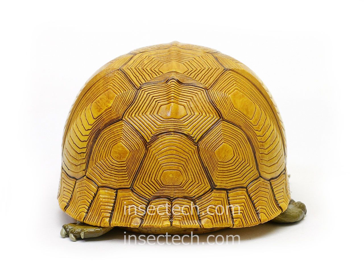 動物の惑星】「シークレット」ユカタンハコガメ♀（イエロー