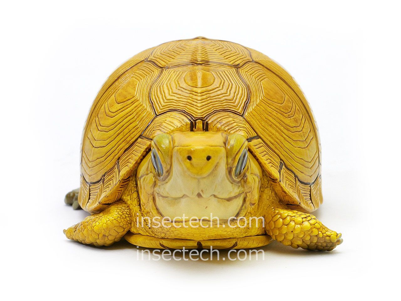 【動物の惑星】最速★ユカタンハコガメ★シークレット! フィギュア 動物の惑星】「シークレット」ユカタンハコガメ♀（イエロー