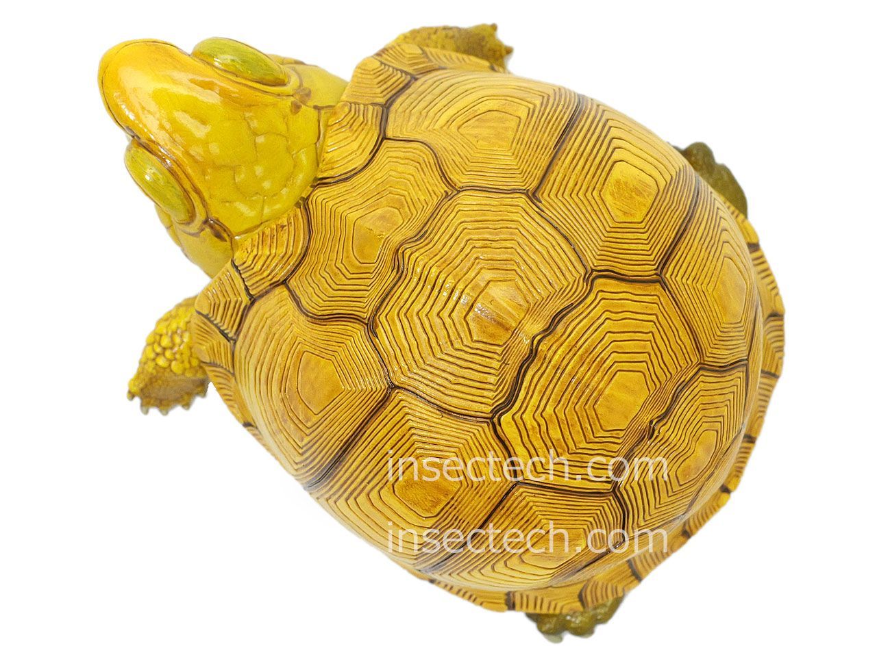 【動物の惑星】最速★ユカタンハコガメ★シークレット! フィギュア 動物の惑星】「シークレット」ユカタンハコガメ♀（イエロー