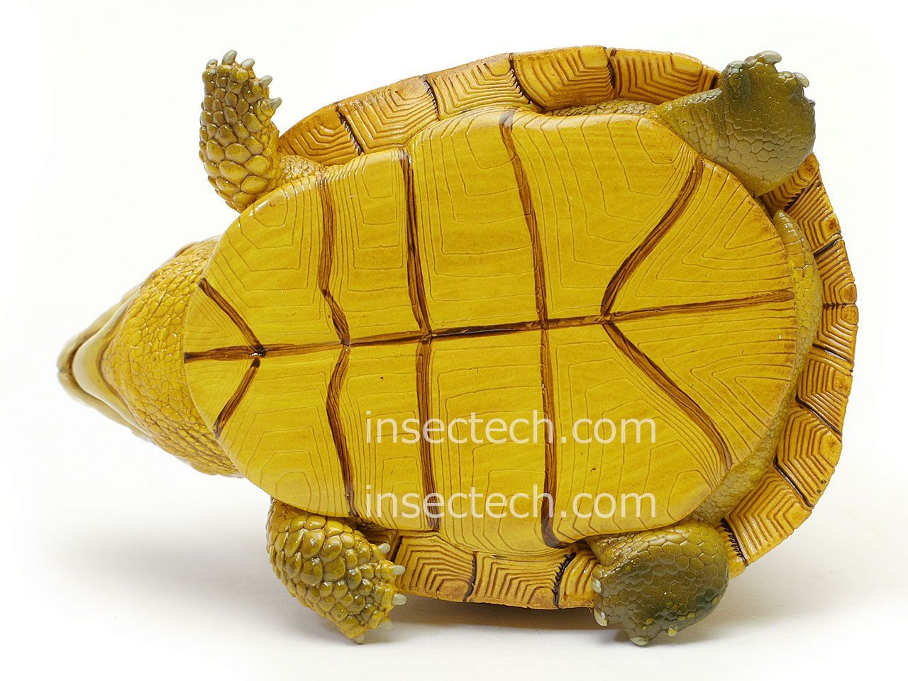 動物の惑星】「シークレット」ユカタンハコガメ♀（イエロー