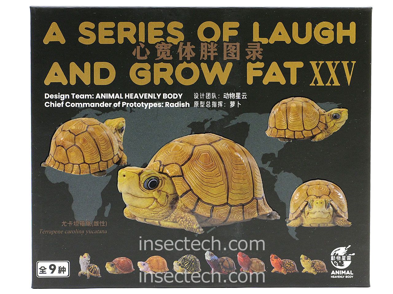 動物の惑星】「シークレット」ユカタンハコガメ♀（イエロー