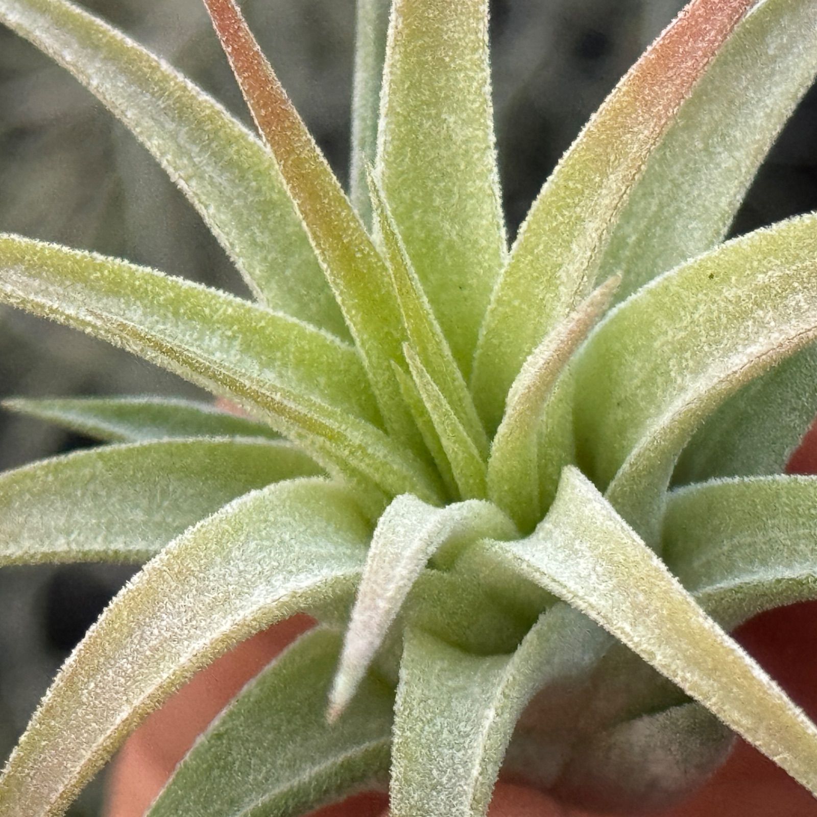 Los Cinco Palomillas – Illimana LIMA | サンプル