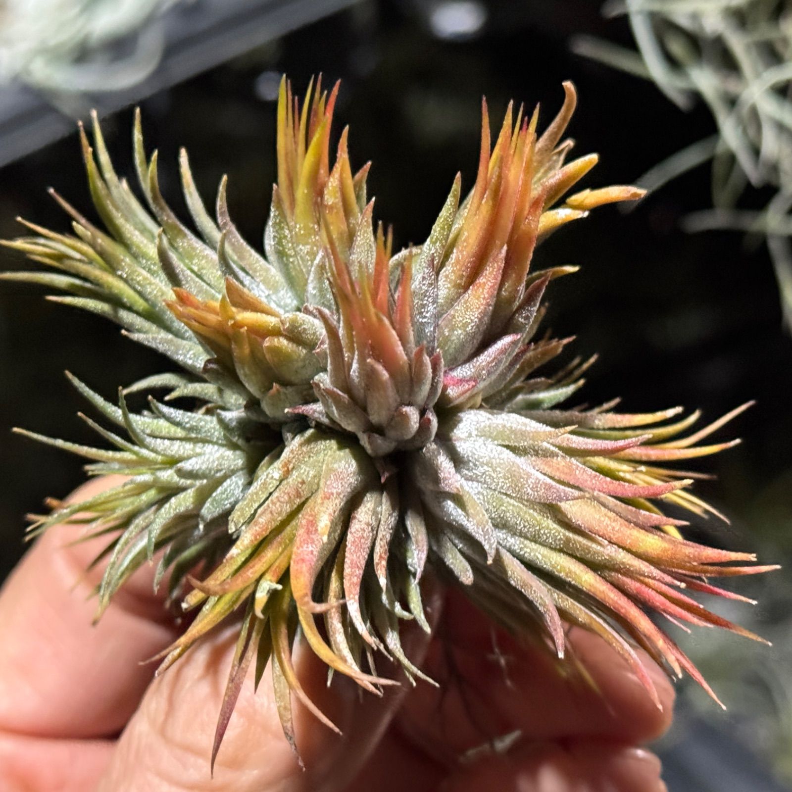 現品＊ 約 15頭特大クランプ＊ ＋更にミニ芽発生中＊ チランジア イオナンタ ヘーゼルナッツ Tillandsia ionantha Hezel Nut＊エアプランツ フラワーショップ江口