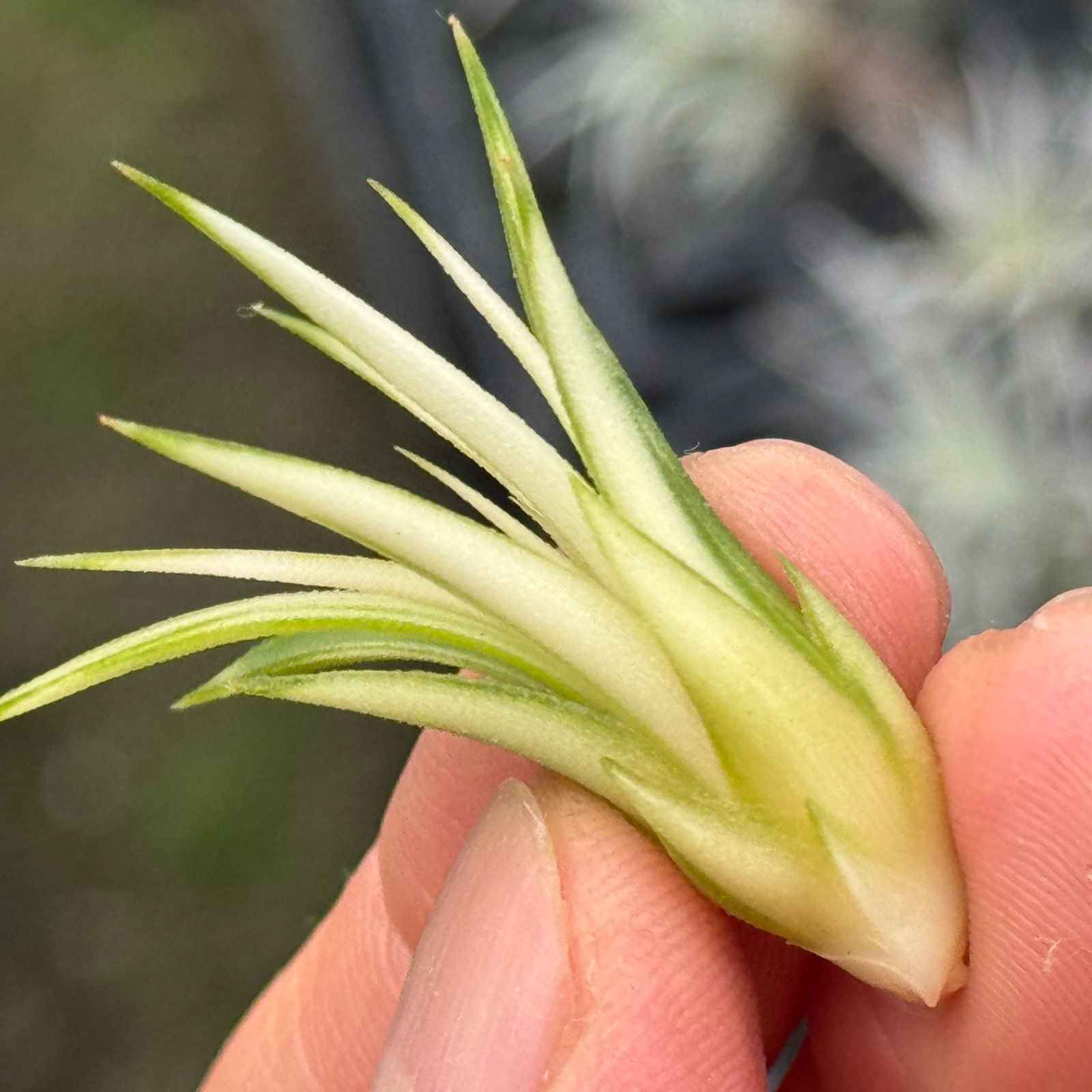 現品＊ ホワイティハーフ系＊ ホワイト＆グリーン混在 ＊ チランジア イオナンタ アルボマルギナータ アルボマージナータ Tillandsia ionantha Albomarginata＊エアプランツ フラワーショップ江口