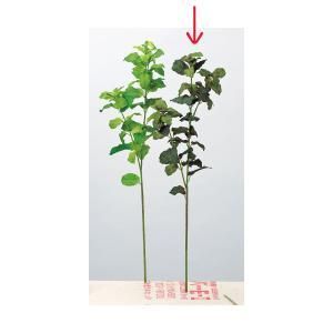 ASCA アスカ ミント A-43625-053 P 入数 12