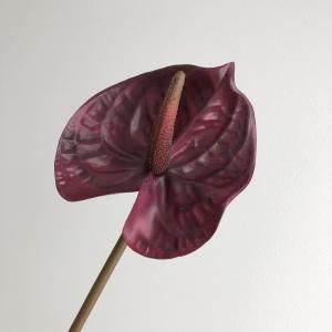 ASCA アスカ アンスリウム A-34195-015 入数 12