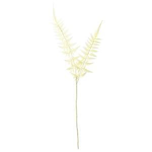 ASCA アスカ ファーンスプレー A-43751-011 Y 入数 12