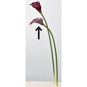 ASCA アスカ カラーリリィ A-34081-015 W 入数 12