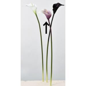 ASCA アスカ カラーリリィ A-34082-007 W 入数 12