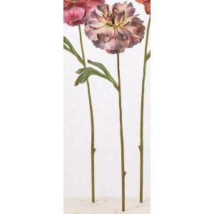 ASCA アスカ ラナンキュラス A-34999-007 E 入数 36