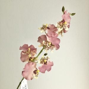 ASCA アスカ オンシジューム×9 つぼみ×3 A-34987-055 入数 36