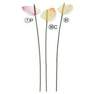 ASCA アスカ アンスリウム A-34986-007 P 入数 24