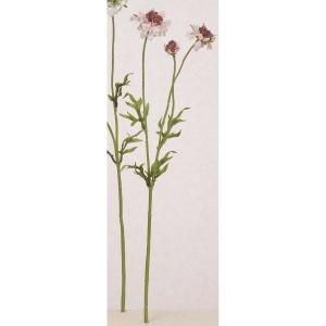 ASCA アスカ スカビオサ×3 GRS認証取得商品 A-34979-013 入数 24