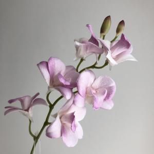 ASCA アスカ ミニオーキッド×6 つぼみ×2 A-34950-016 入数 24