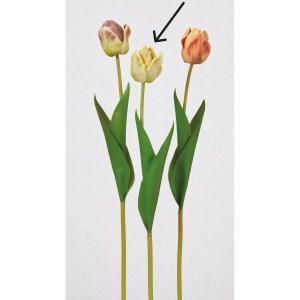 ASCA アスカ チューリップ A-34927-010 K 入数 24