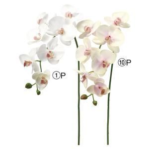 ASCA アスカ コチョウランX 7 つぼみX 2 A-34880-010 P 入数 12