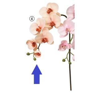 ASCA アスカ コチョウランX 5 つぼみX 3 A-34877-004 入数 12