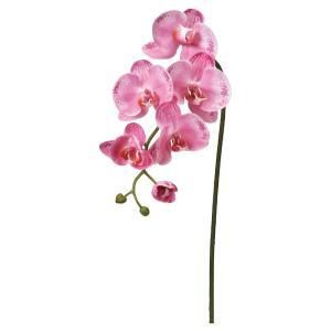 ASCA アスカ コチョウランX 5 つぼみX 3 A-34876-045 W 入数 12