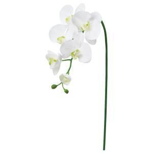 ASCA アスカ コチョウランX 5 つぼみX 3 A-34873-052 入数 12