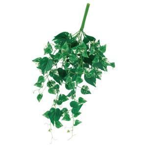 ASCA アスカ ポトスブッシュ A-44474-051 V 入数 12