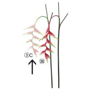 ASCA アスカ ヘリコニア A-34859-003 C 入数 12