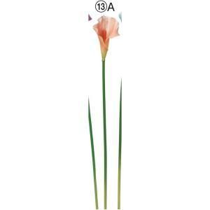 ASCA アスカ パールカラーリリィ A-34858-013 A 入数 24